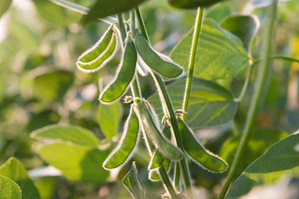 Soybeans and other legumes are great companions as they add nitrogen to the soil.