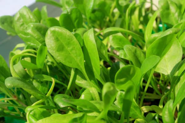 Plant spinach in April, as it prefers cooler weather.