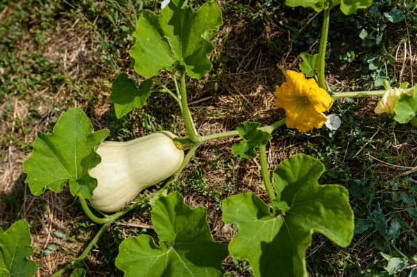 Butternut squash is a hardy vegetable.