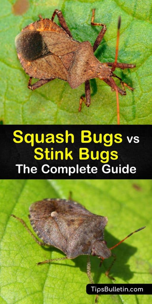 Learn the difference between stink bugs, like the brown marmorated stink bug, and squash bugs. Similar to the squash vine borer, stink bugs and squash bugs are harmful to your squash plant, and it’s vital to eliminate them with Neem oil. #squash #bugs #stink