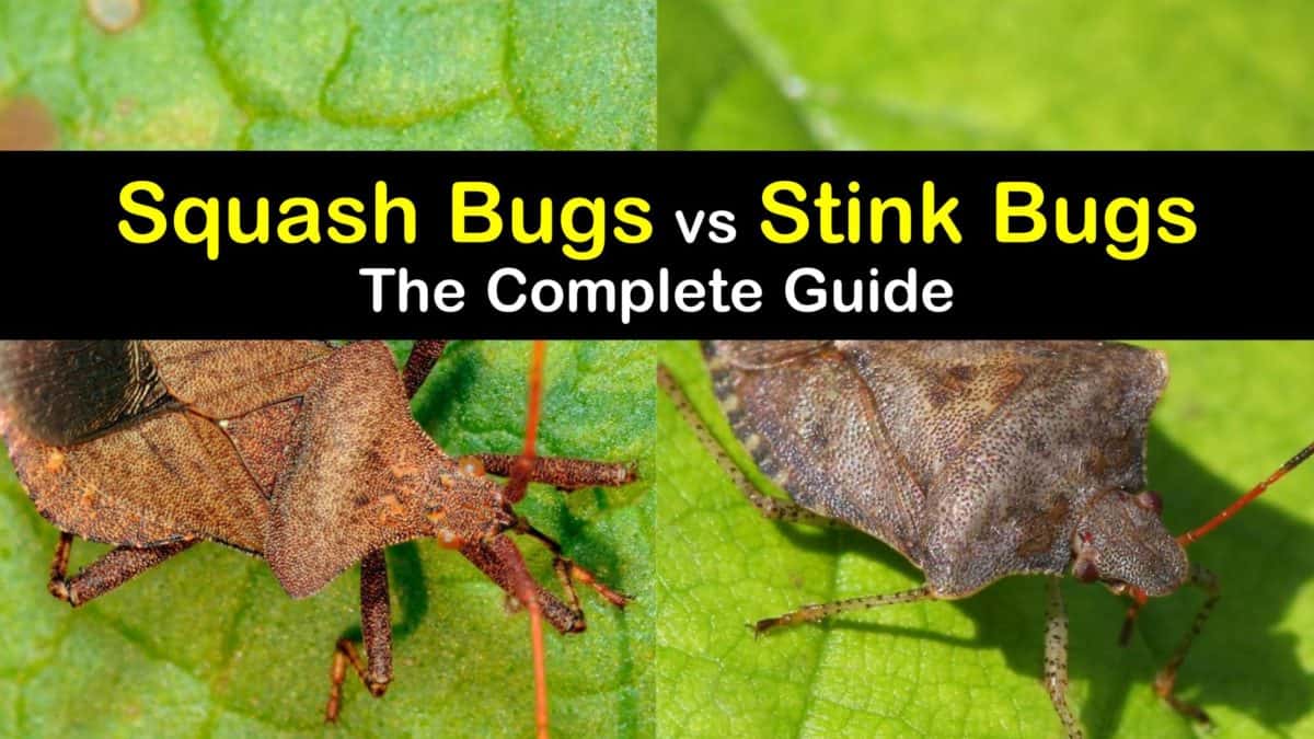 stink bug vs squash bug