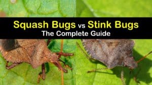 Squash Bugs vs Stink Bugs titleimg1