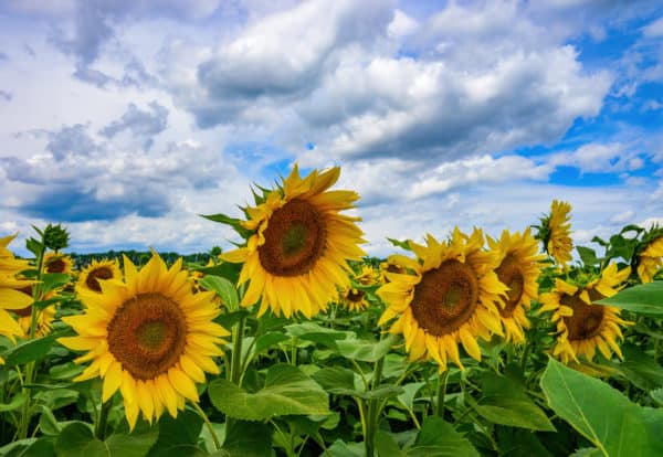 Repel all kinds of bugs by planting sunflowers.