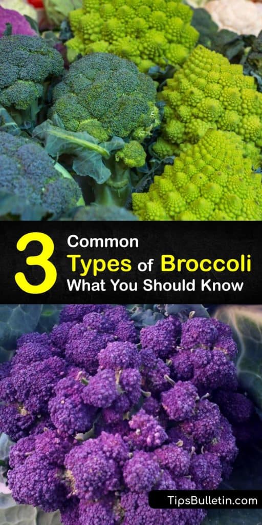 Broccoli is an easily recognizable vegetable; however, there are many broccoli varieties worldwide with different textures just waiting to be discovered. Learn about the mesmerizing Romanesco broccoli and learn about broccoli's Italian roots. #broccoli #types #varieties