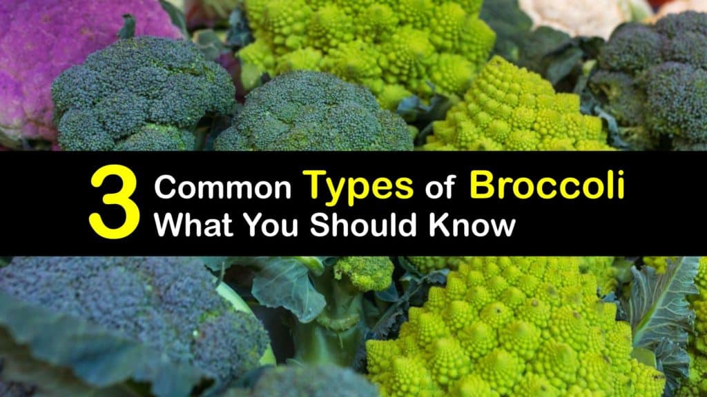 Types of Broccoli titleimg1