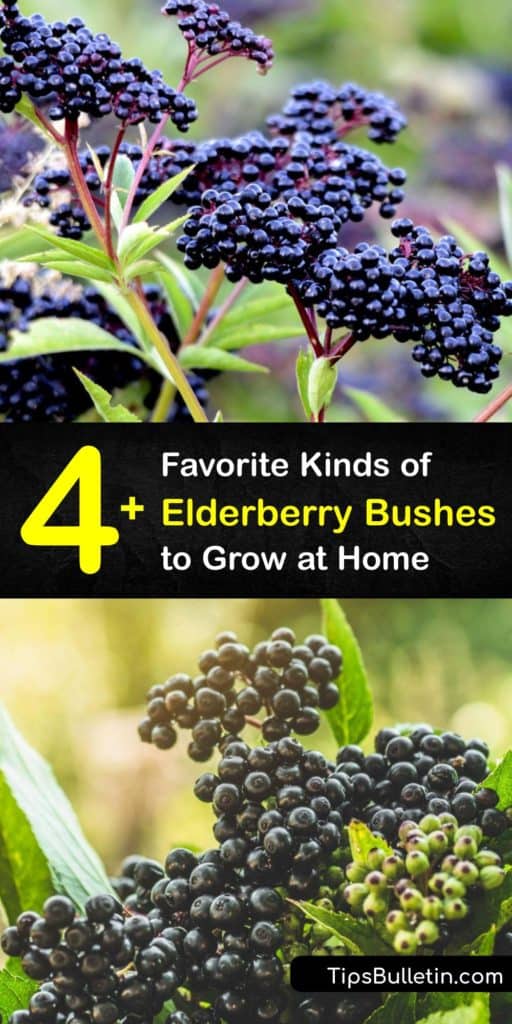 Find out the best elderberry types from Europe and North America to grow in your garden. From the Sambucus canadensis to the Black Lace, these elderberry varieties are easy to prune and come with dark purple berries that ripen to have great health benefits. #elderberry #types