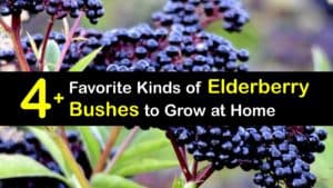 Types of Elderberries titleimg1