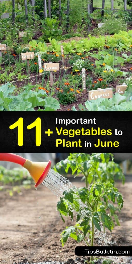 Take full advantage of the end of spring and the beginning of summer by planting cool weather crops in June. Crops like kohlrabi, cantaloupe, watermelon, cilantro, and chives all do well when planted in the heat for a fall harvest. #june #vegetables #planting
