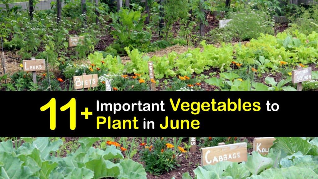 Vegetables to Plant in June titleimg1