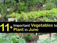 Vegetables to Plant in June titleimg1