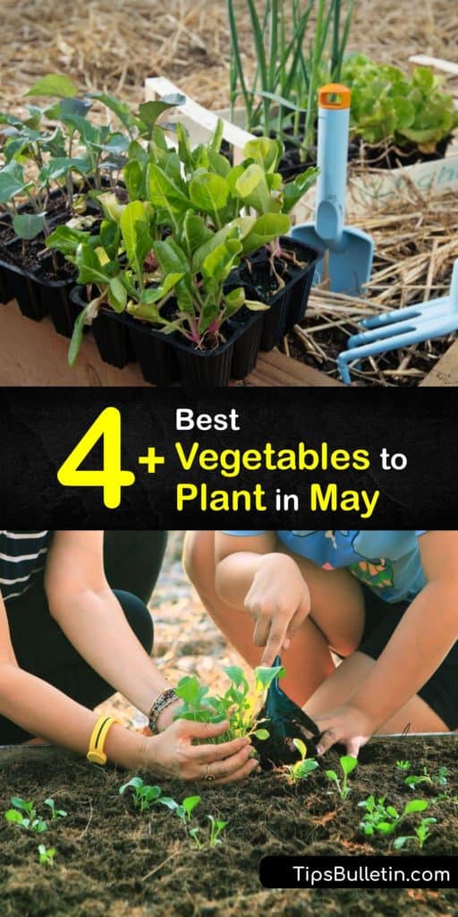 The last frost is done in May, early spring is here and you’re looking ahead to harvesting your veggies in late summer. Whatever USDA zone you live in, find out what to plant after the last frost date in May, including kohlrabi, Brussels sprouts, and leeks. #vegetables #plant #may