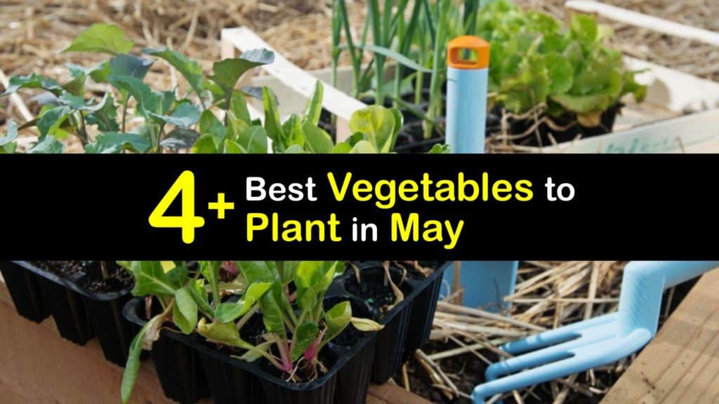 Vegetables to Plant in May titleimg1