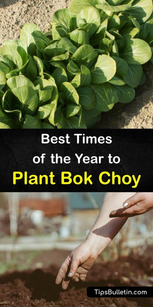 Bok choy is also known as pak choi, Chinese cabbage, or Brassica rapa var. chinensis. Sow seeds around your last frost date in early spring, and again in late summer for a fall crop. They germinate in a week. Protect against pests like aphids and cabbage worms with row covers. #plant #bokchoy #time