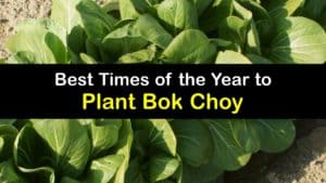 When to Plant Bok Choy titleimg1