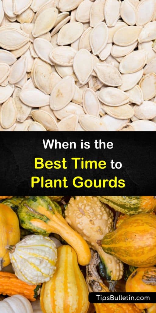 Find out when to plant ornamental gourds in your garden. Birdhouse and dipper gourds are hard-shell or Lagenaria varieties, while daisy and spoon gourds are soft-shell or Cucurbita types. If you have a short growing season, start gourd seeds indoors in early spring. #planting #gourds #garden