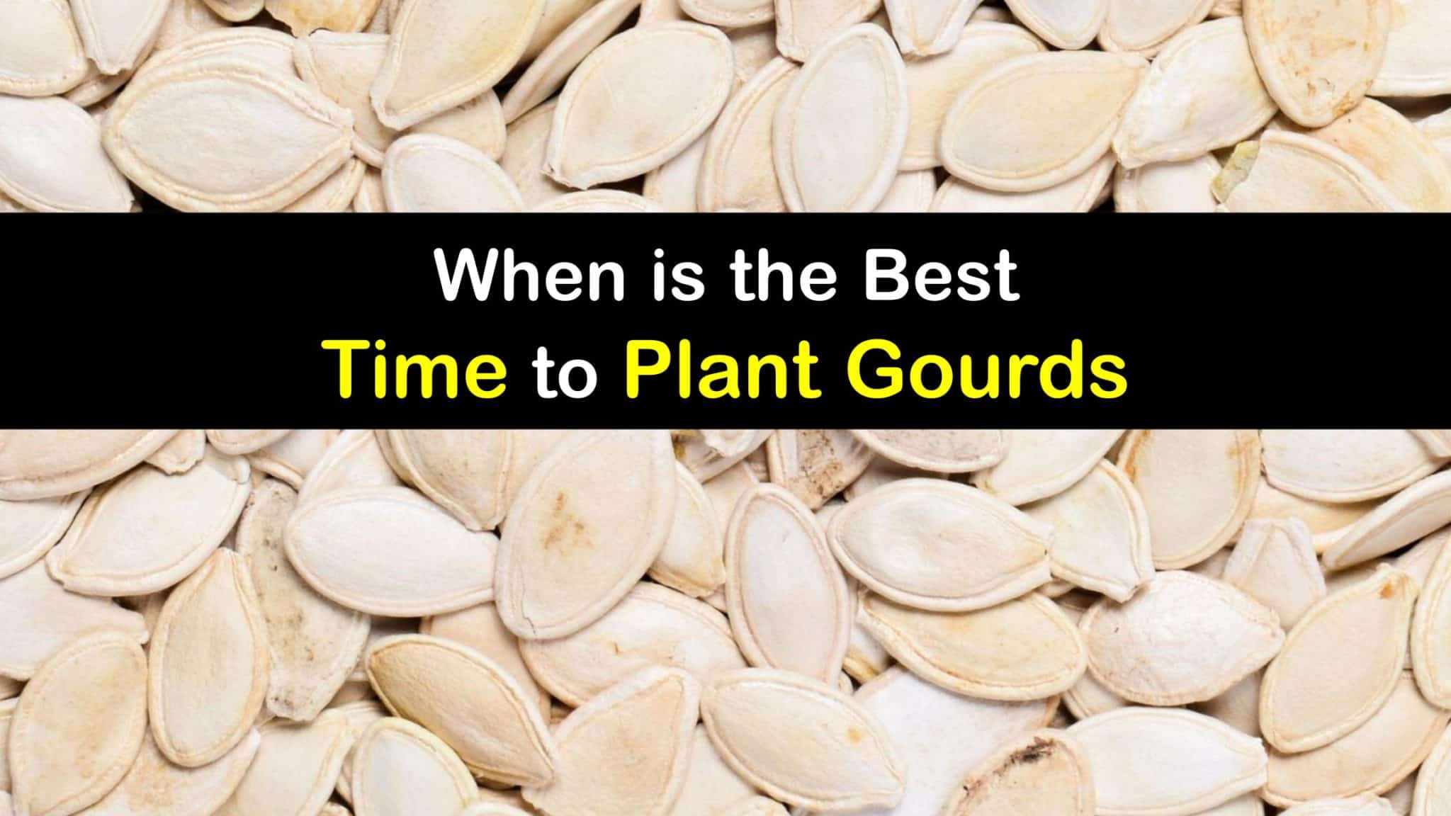 Tips for Growing Gourds Best Time to Plant Gourds