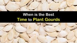 When to Plant Gourds titleimg1