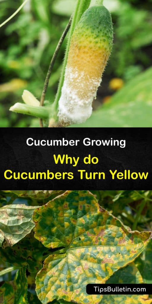 Discover what causes yellow cucumbers and how to rectify the problem. There are many reasons your cukes turn yellow. Sometimes they are overripe and other times the yellowing is due to poor air circulation, overwatering, or lack of pollination. #cucumbers #yellow