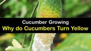 Why do Cucumbers Turn Yellow titleimg1