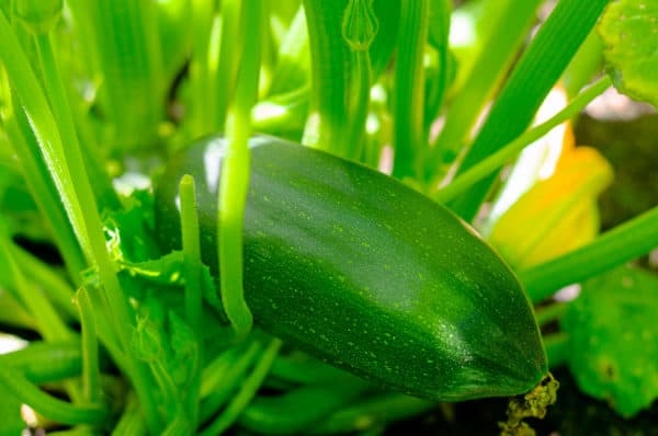 Plant zucchini and squash together but be sure to allow enough room between them.