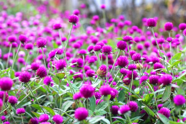 Amaranth is an attractive companion for eggplant and other veggies.