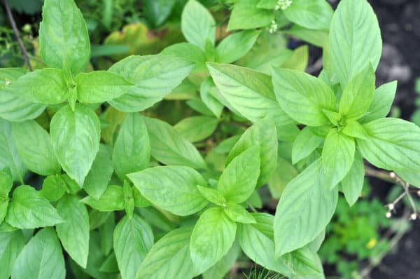 Basil has a pleasant scent that deters bugs.
