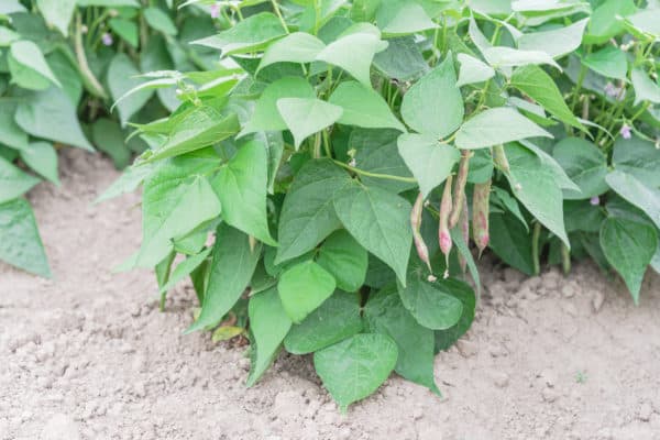 Beans add nitrogen to the soil, which benefits rhubarb and other garden veggies.