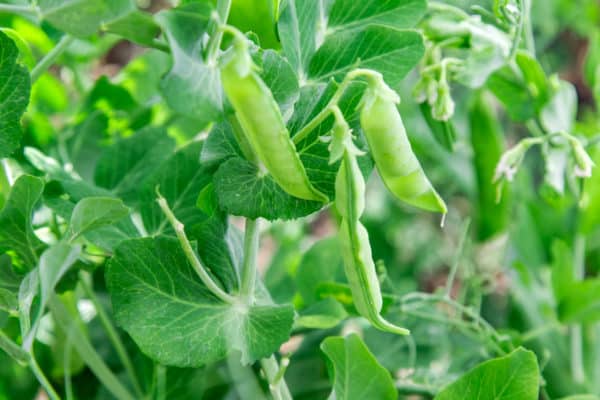 Beans are a nice compact plant for raised garden beds.