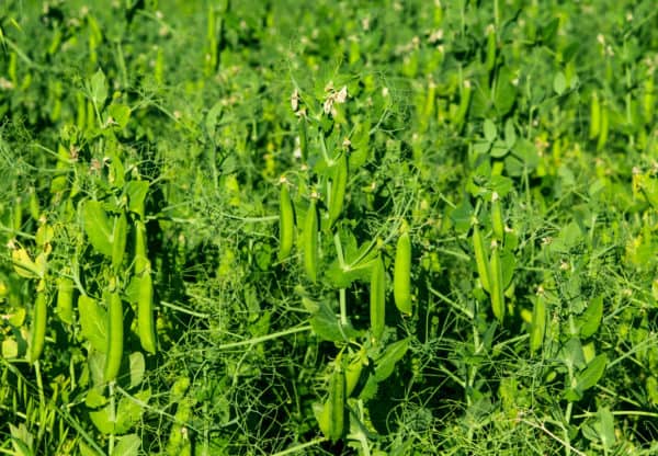 It's best to direct-sow beans, whether planting them in June or July.