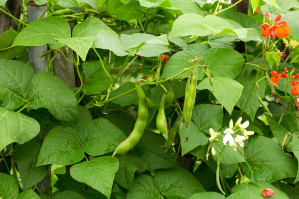 Beans and peas require similar growing conditions.