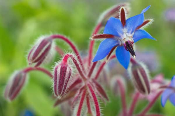 Also called starflower, borage is an edible herb.