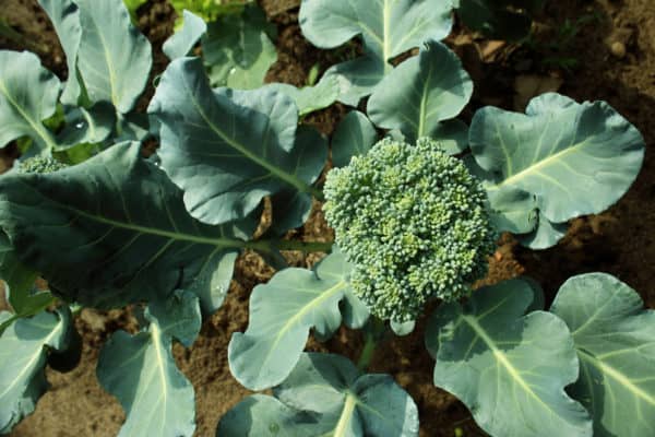 Broccoli adds welcome nutrients to the soil.