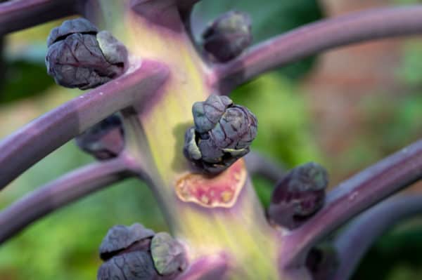 Brussels sprouts are a slow grower.