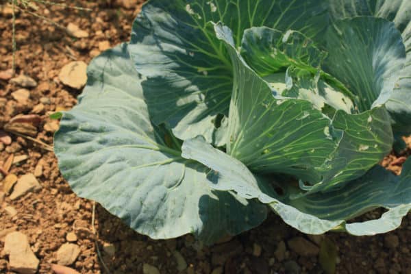Use cabbage as a trap crop for your eggplant.
