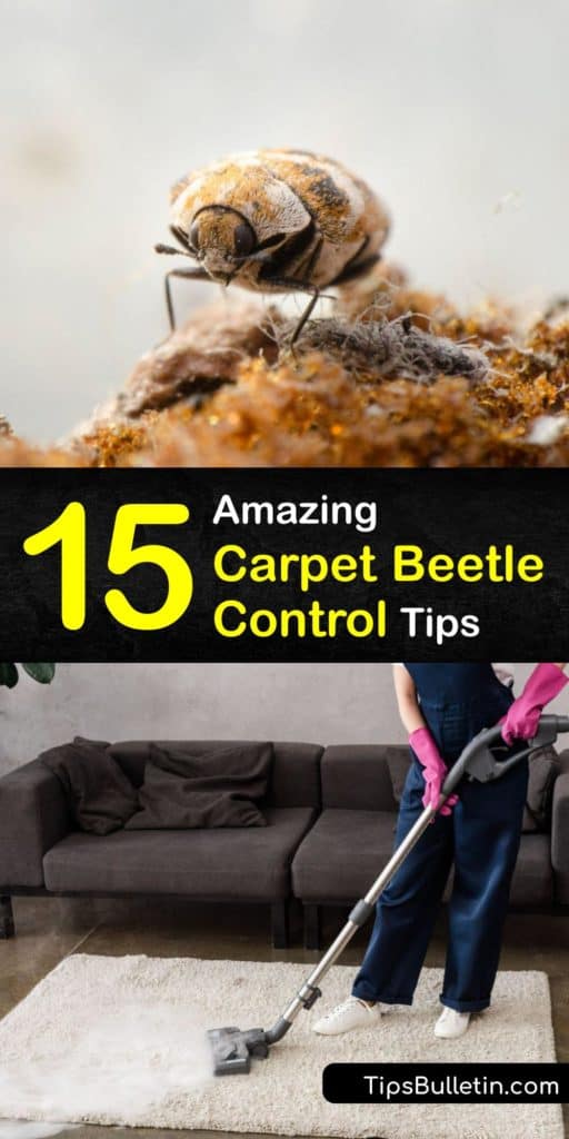 Carpet beetles and their larvae are annoying pests that will eat your furniture and clothes because they enjoy natural fibers. Discover pest control methods to handle an adult carpet beetle without using a pest control service. #carpet #beetle #pest #control