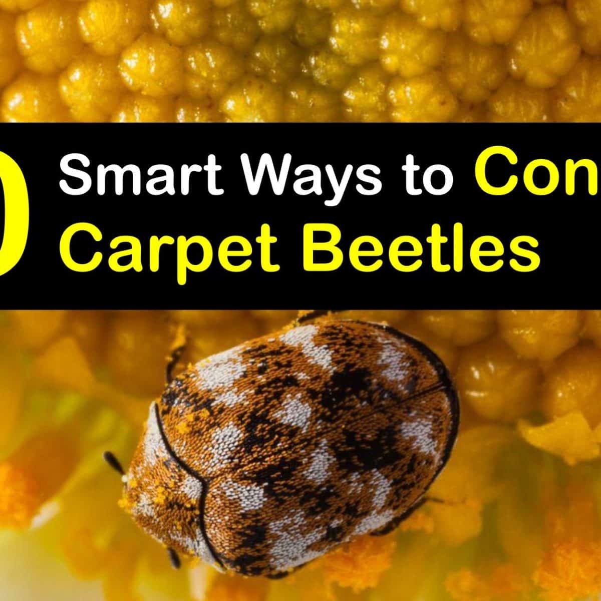 Unchecked Sticky Traps Provide Food for Carpet Beetles 