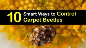 Carpet Beetle Control titleimg1