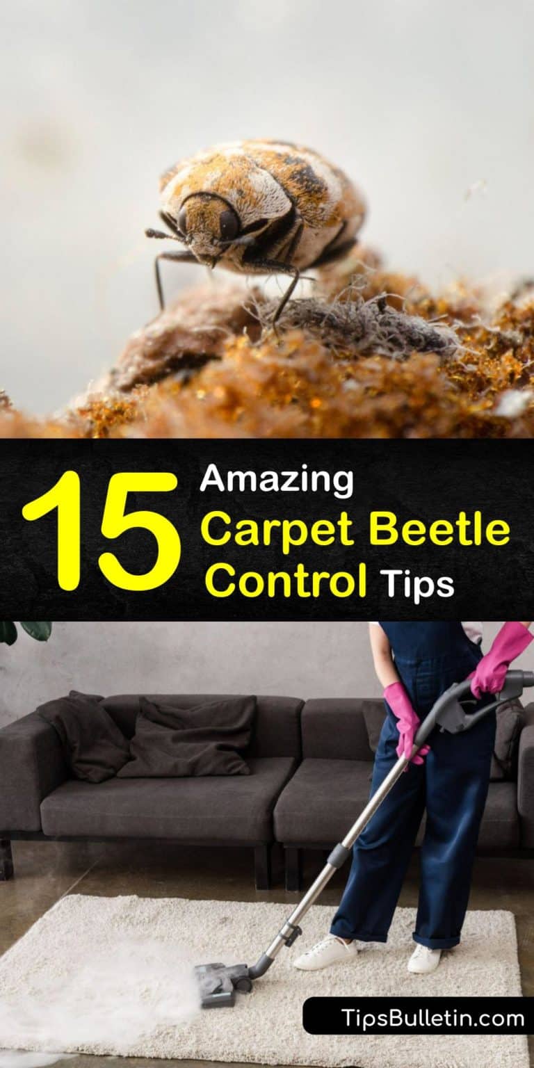 Controlling a Carpet Beetle Infestation What You Need to Do