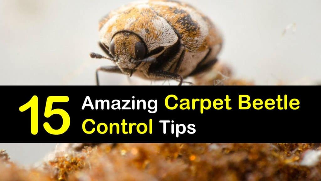 Carpet Beetle Infestation titleimg1