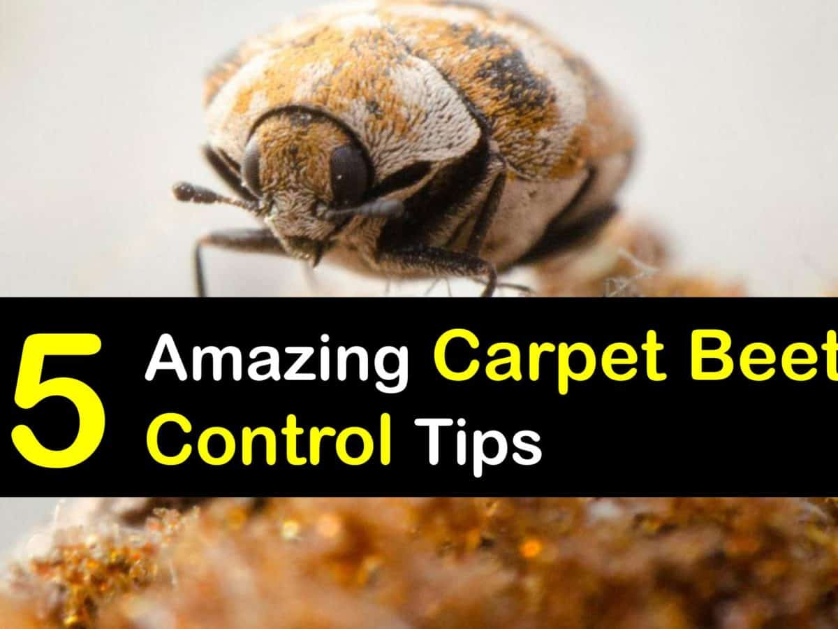 Controlling A Carpet Beetle Infestation What You Need To Do