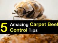 Carpet Beetle Infestation titleimg1