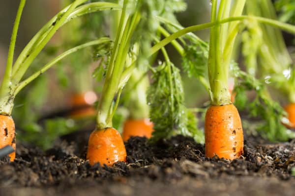 Carrots and peas are perfect garden companions.