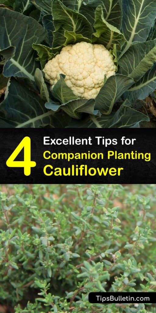 Learn about companion planting for cauliflower of the Brasssicas family to help your vegetable garden thrive. Choose from marigolds, chamomile, oregano, borage, nasturtiums, and Brussels sprouts to deter aphids and benefit your cauliflower plants. #companion #planting #cauliflower