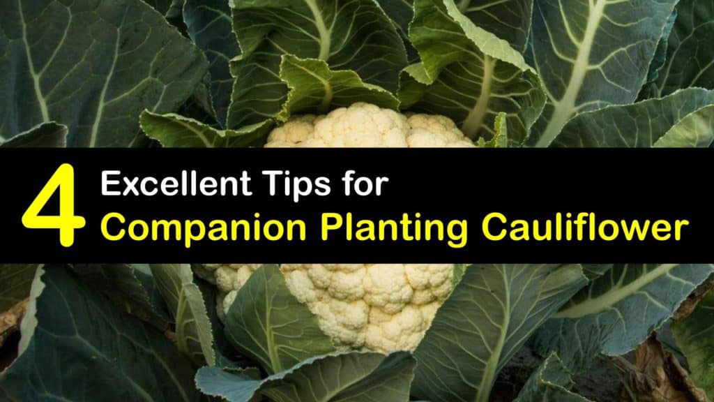 Companion Planting for Cauliflower titleimg1