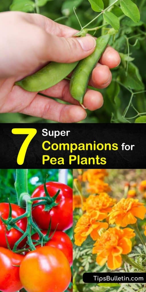 Discover which companion plants to grow with your snap peas, snow peas, and other garden peas for the best crop production. Pole beans boost the nitrogen levels in the soil, while marigolds draw beneficial insects. #companion #planting #peas