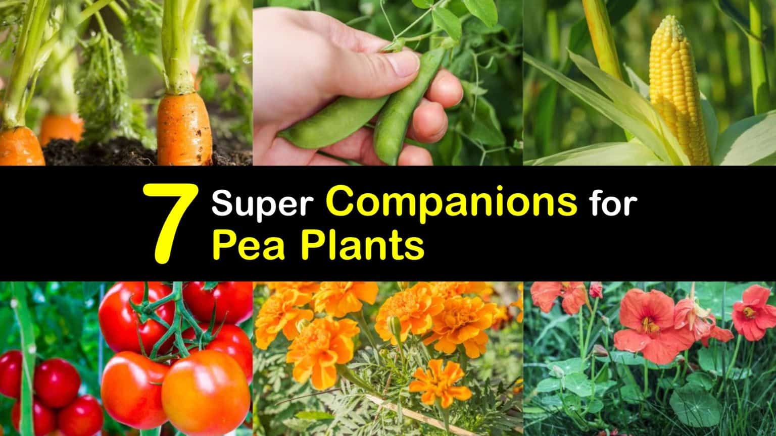 Companion Planting with Peas Plants that Grow Well with Peas