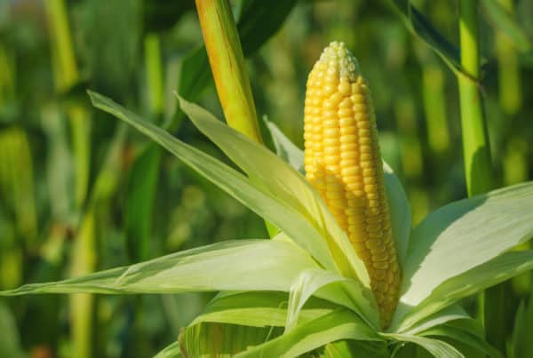 Use mature corn plants as a natural trellis for peas.