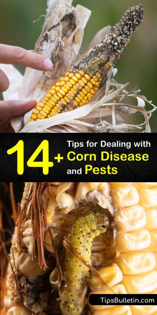 Learn about corn diseases and pests and ways to prevent them from destroying your crop. Stalk Rot, Southern Rust, Northern Corn Leaf Blight, and Gray Leaf Spot are diseases that plague corn plants, and earworms, wireworms, and corn borers are destructive bugs. #corn #disease #bugs #pests