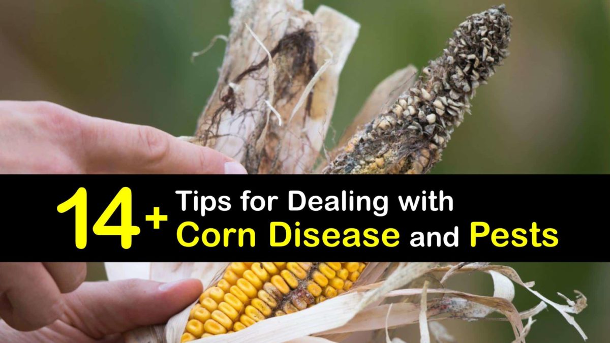 Diseases Affecting Corn Corn Growing Problems