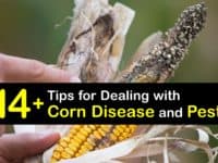 Corn Diseases titleimg1